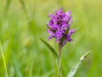 Knabenkraut Orchidee